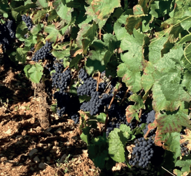 Symposium "Viticulture et changement climatique"